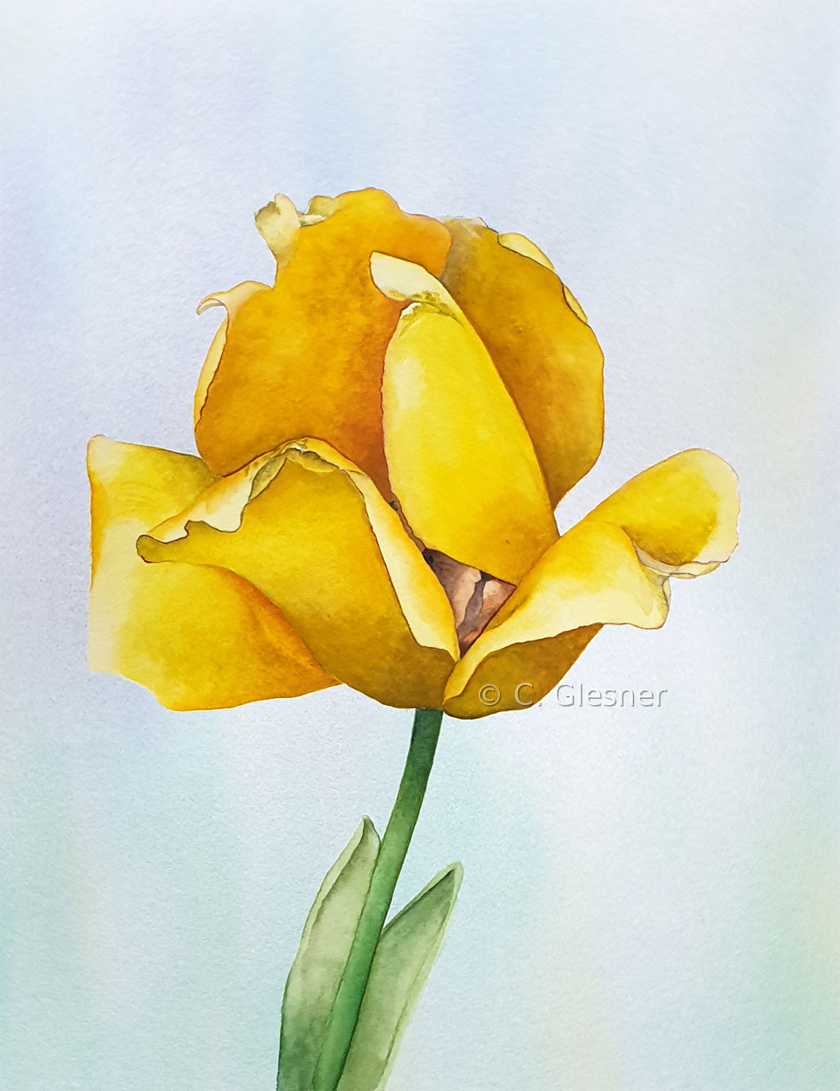 Gelbe Tulpe, Aquarell
