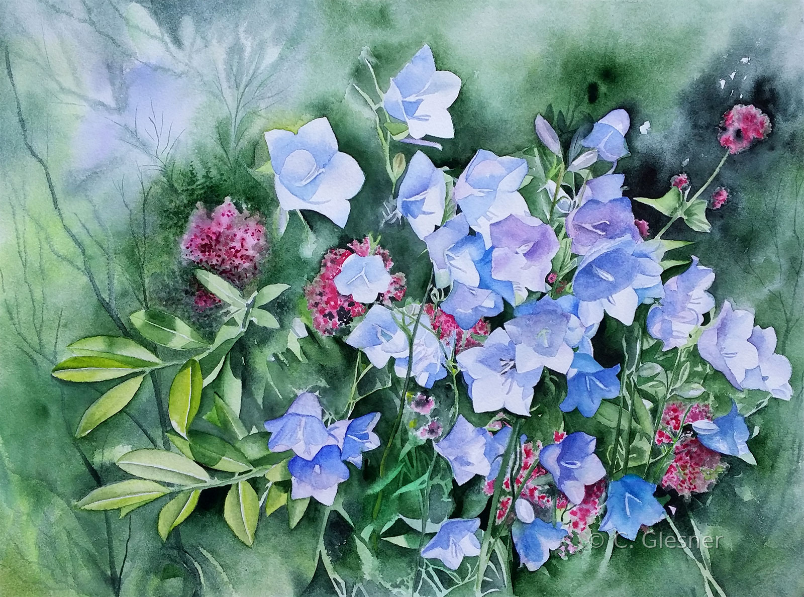Glockenblumen, Aquarell