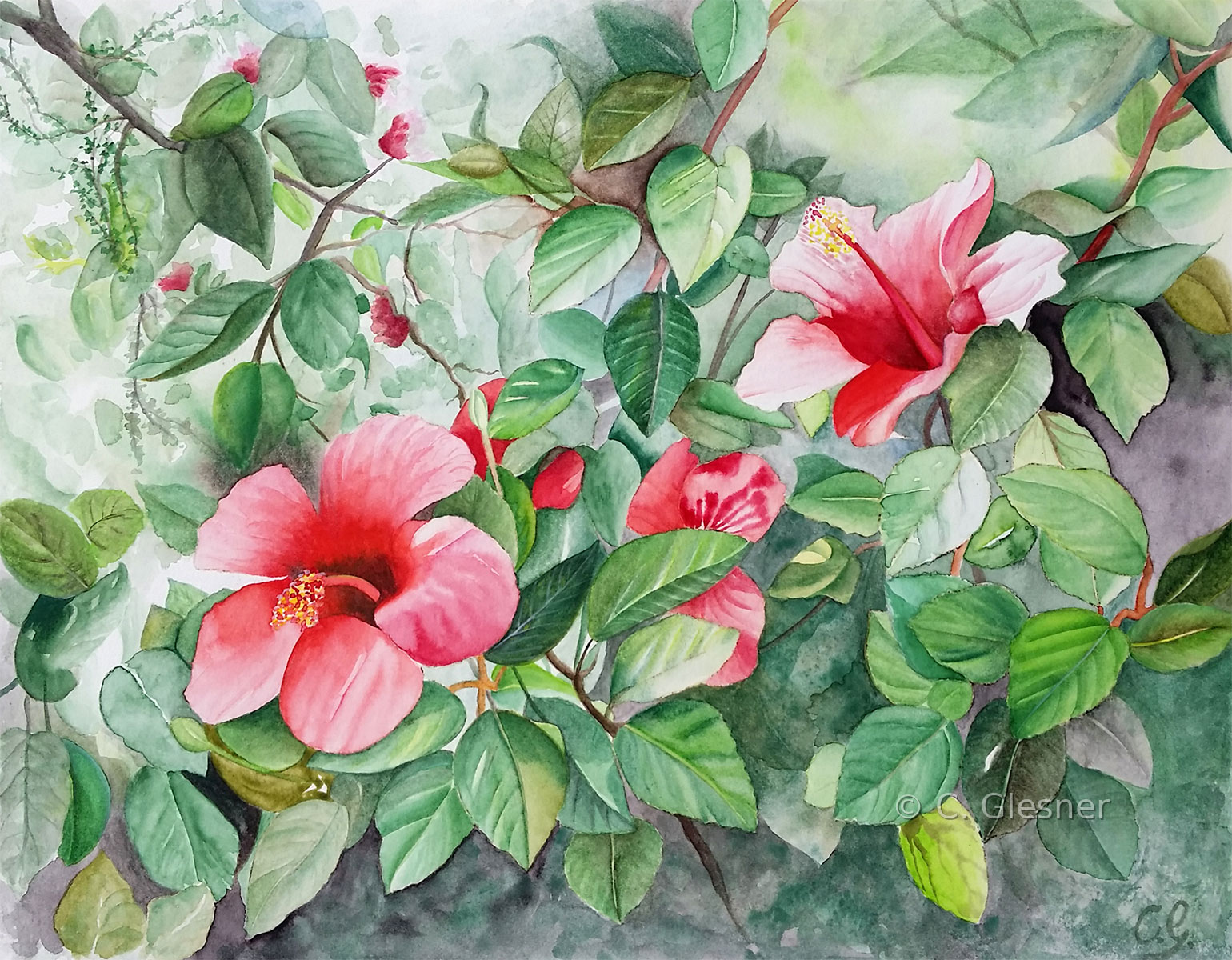 Hibiskus rot, Aquarell