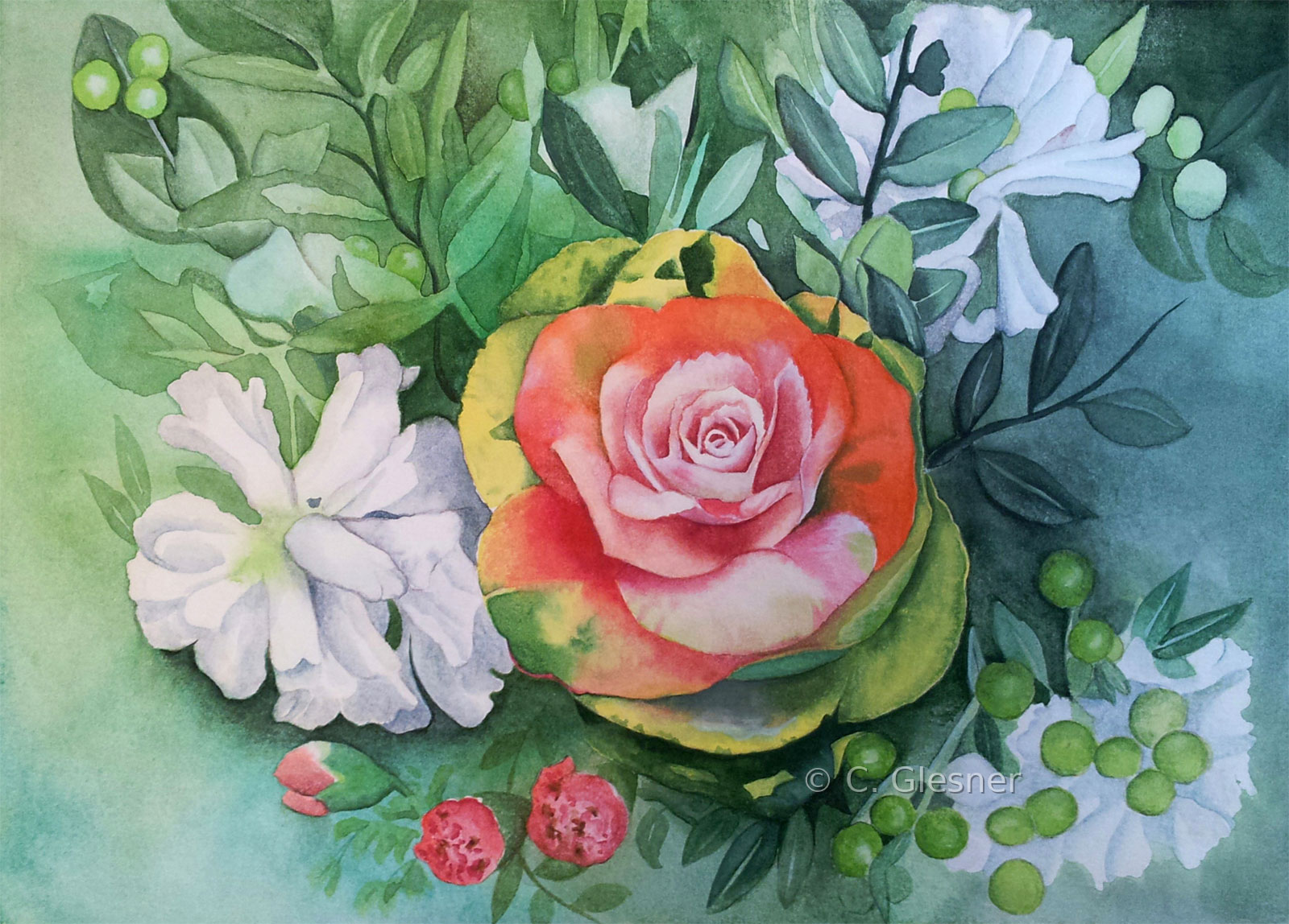 Zierkohl Rosette, Aquarell