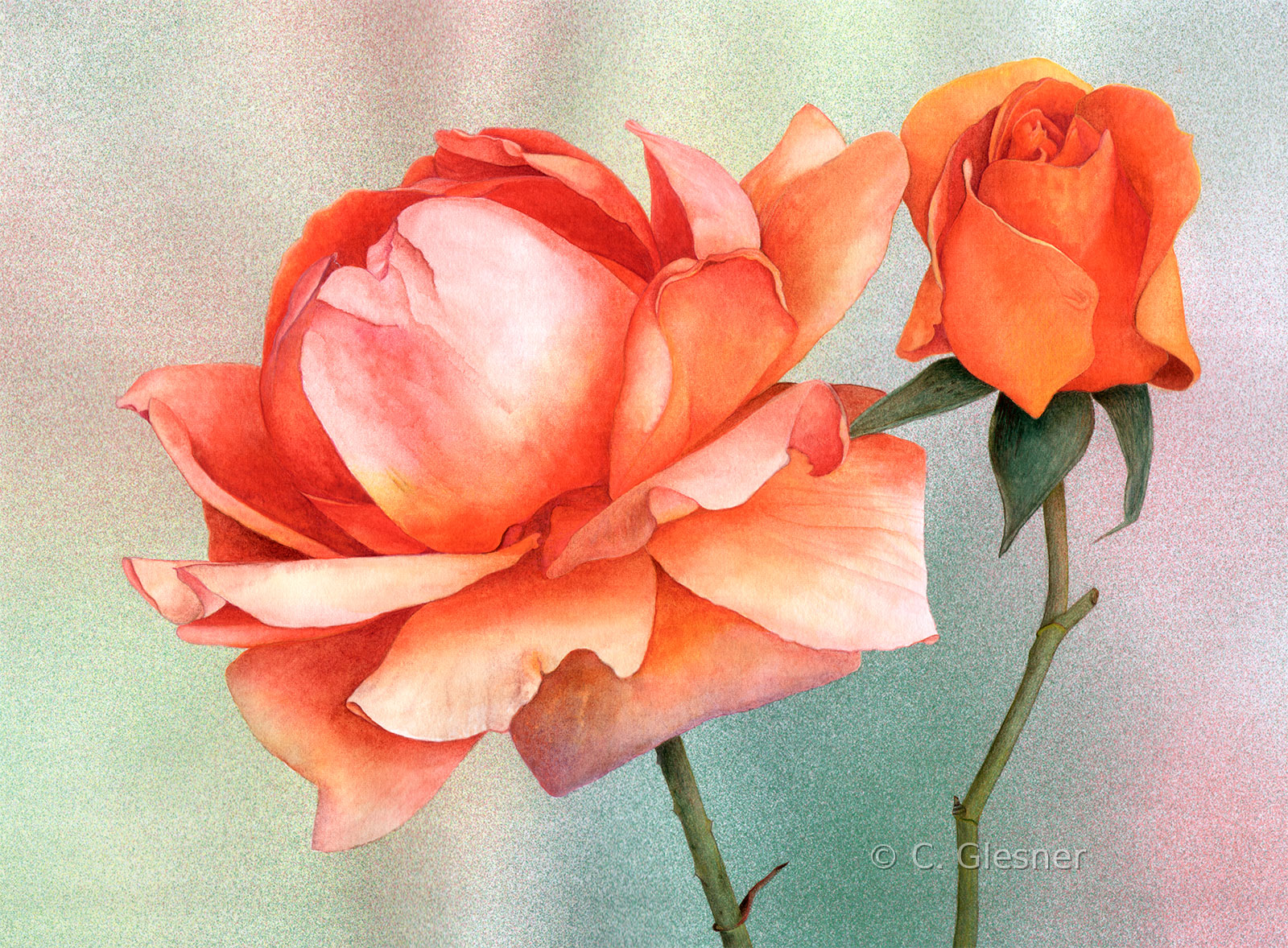 Orange Rosen, Aquarell