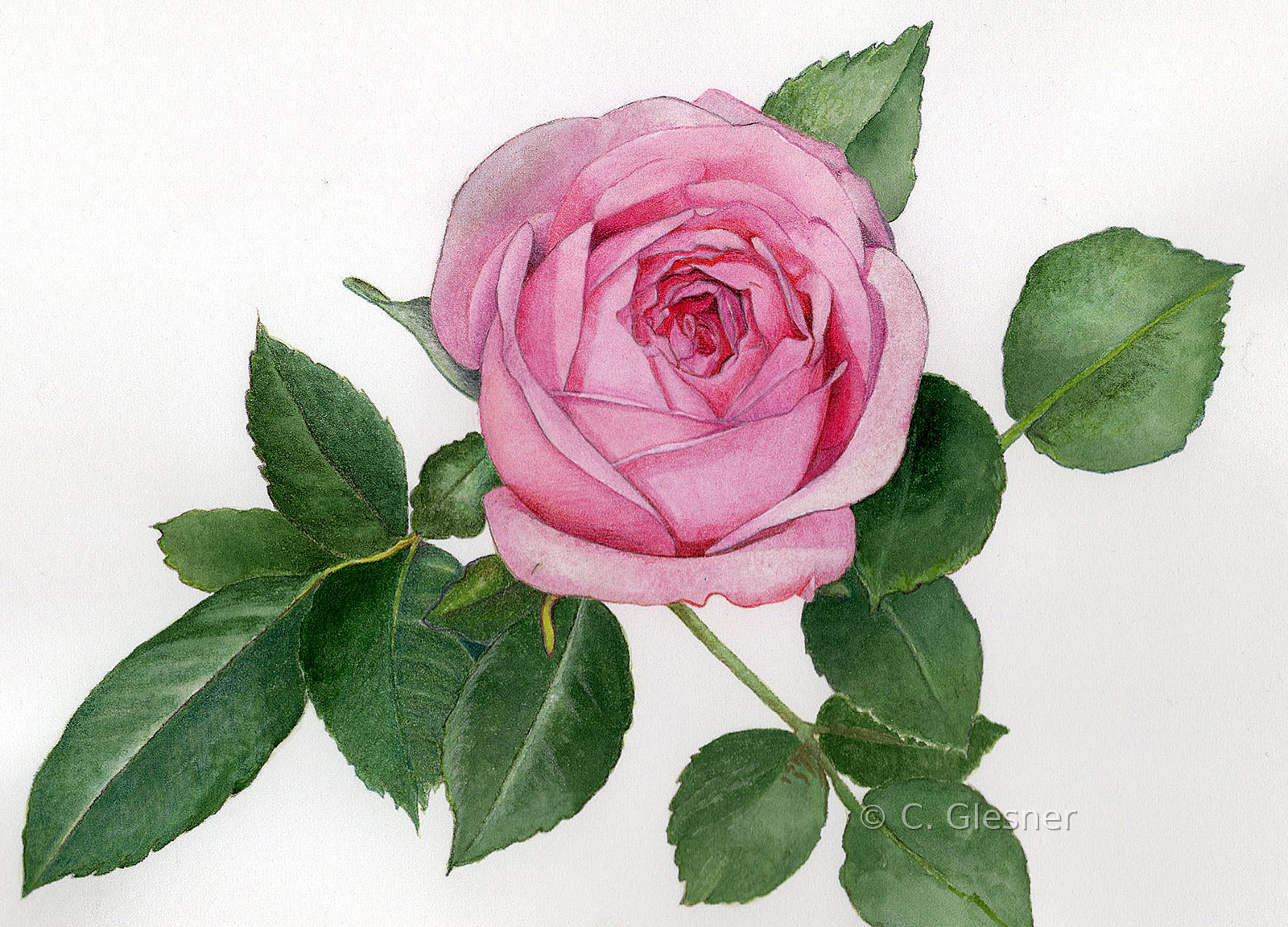 Rosa Rose mit Laub, Aquarell