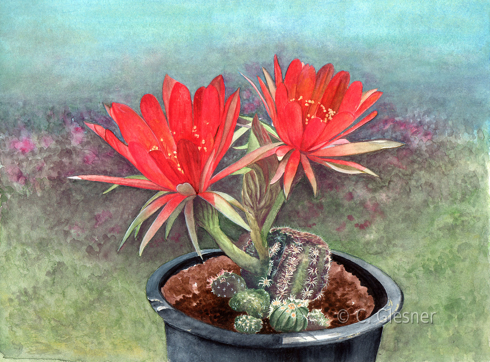 Rote Kaktusblüten, Aquarell